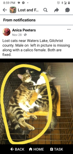 Lost Male Cat last seen May be in Archer FL , Trenton, FL 32693
