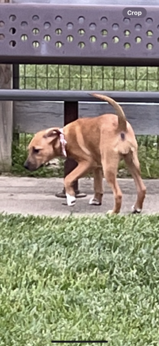 Lost Female Dog last seen Madison Road , Cincinnati, OH 45227
