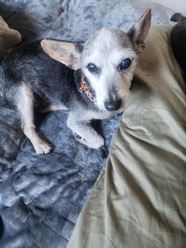 Lost Female Dog last seen around 5th & Spring St. outside Spring St. Park & at Security Building , Los Angeles, CA 90013