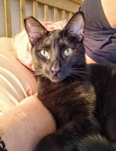 Lost Male Cat last seen NE 14 Street and Bayview Drive, Fort Lauderdale, FL 33304