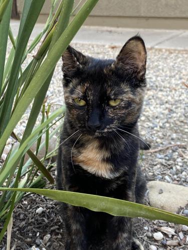 Lost Female Cat last seen Arborview, Elk Grove, CA 95758