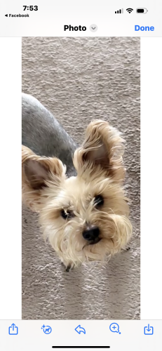 Lost Male Dog last seen Shelbourne, Las Vegas, NV 89139