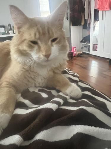 Lost Male Cat last seen Yorkshire ln , Manassas, VA 20111