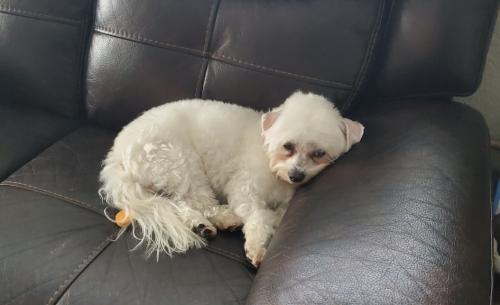 Lost Male Dog last seen I35 and sycamore school rd, Fort Worth, TX 76134