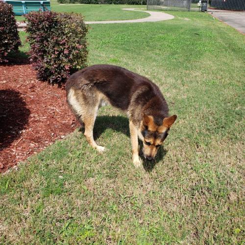 Found/Stray Male Dog last seen Fairmont Pkwy and Strawberry Rd, Pasadena, TX 77504