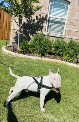 Lost Male Dog last seen Main & Wheatland, Duncanville, TX 75137