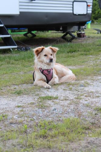 Lost Female Dog last seen Spurgeon Creek Forest, Winston-Salem, NC 27107