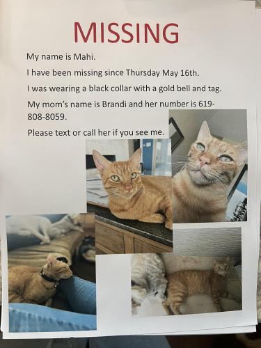 Lost Male Cat last seen Allen and white lane, Bakersfield, CA 93311