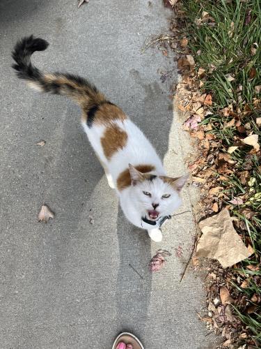 Lost Female Cat last seen  Kinmont*, Cincinnati, OH 45208