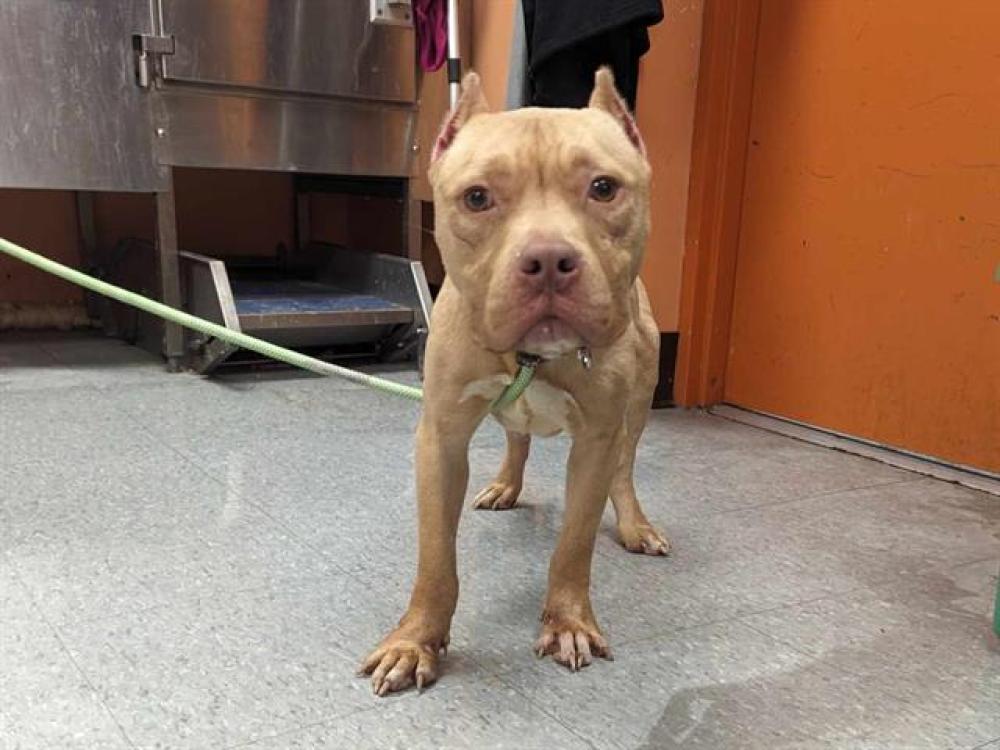 Shelter Stray Male Dog last seen CLAIRMOUNT/14TH DETROIT, MI 48206, Detroit, MI 48211