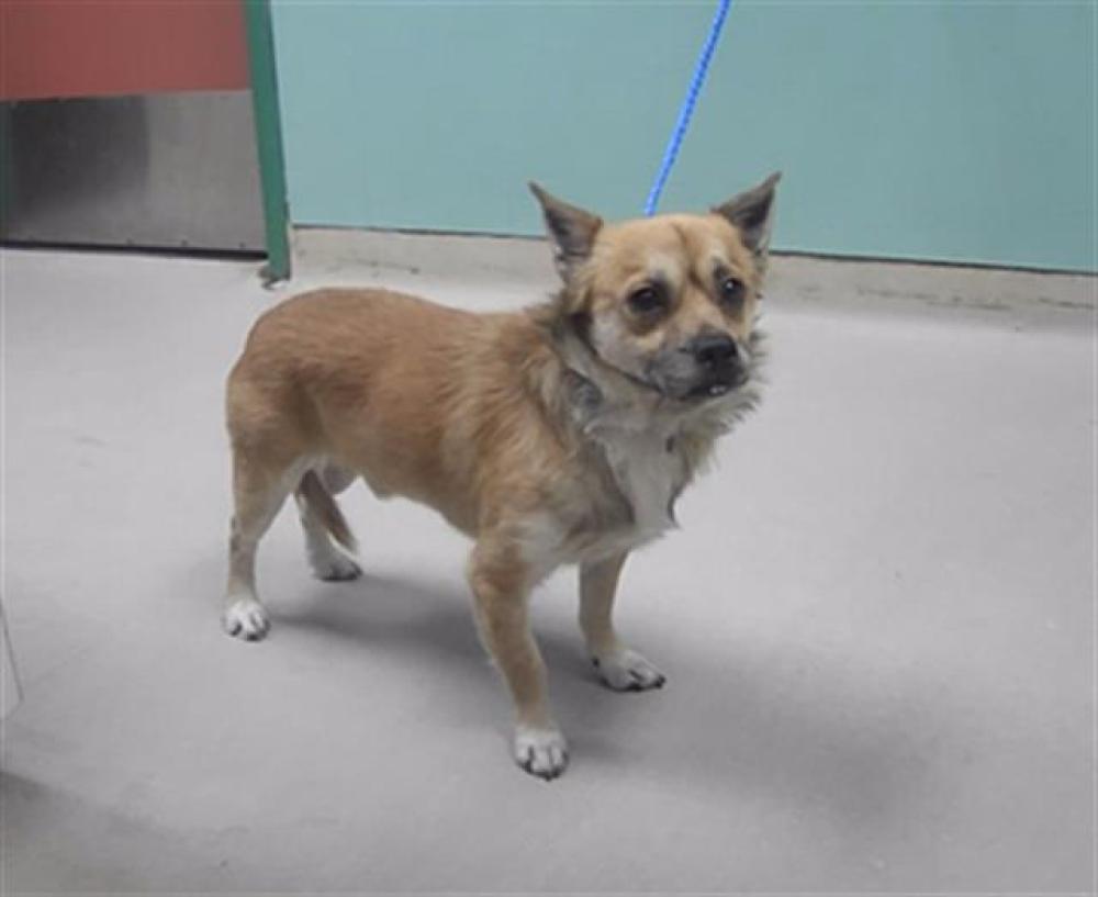 Shelter Stray Male Dog last seen Near PARADISE DR, RENO NV 89512, Reno, NV 89502