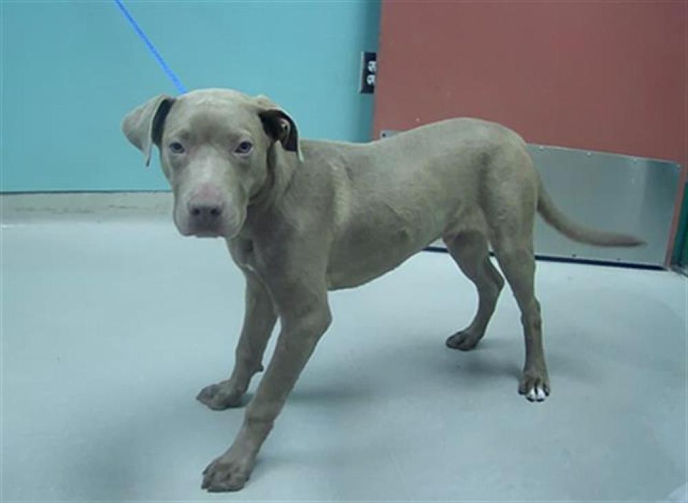 Shelter Stray Male Dog last seen Near BLOCK C ST, SPARKS NV 89431, Reno, NV 89502