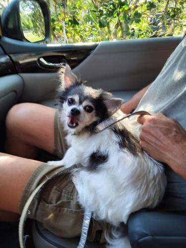 Found/Stray Male Dog last seen North Street , Longwood, FL 32750