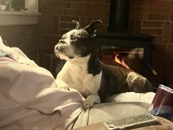 Reunited Female Dog last seen Mill St by Giant and the Cleona fire dept, Cleona, PA 17042