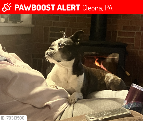 Lost Female Dog last seen Mill St by Giant and the Cleona fire dept , Cleona, PA 17042