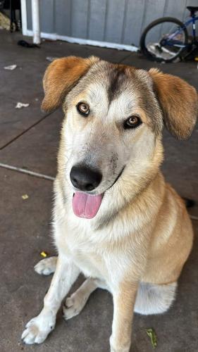 Lost Female Dog last seen East California and exchange , Bakersfield, CA 93307
