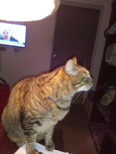 Lost Female Cat last seen Near commerce gulfport & courthouse , Gulfport, MS 39507