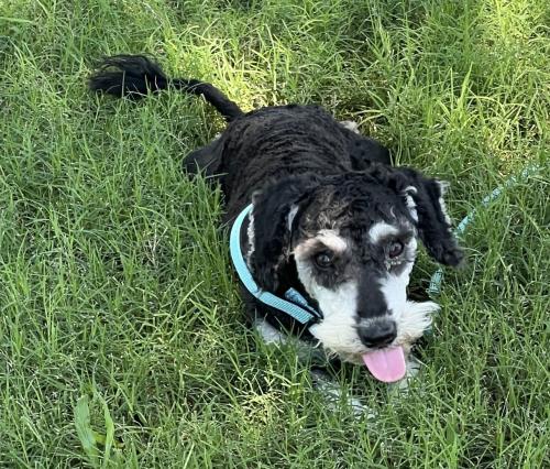 Lost Male Dog last seen TC Jester, Houston, TX 77014