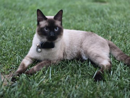 Lost Male Cat last seen Standiford ave and Shawnee dr, Modesto, CA 95356
