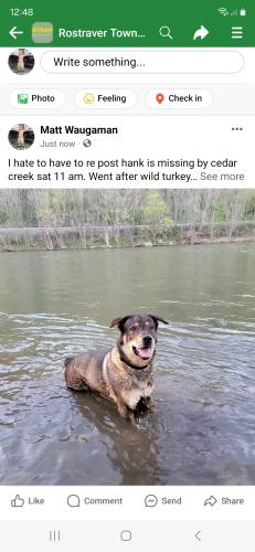 Lost Male Dog last seen Near and 70, Rostraver Township, PA 15012