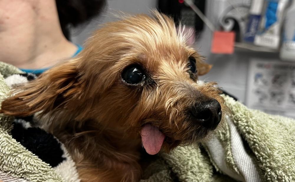 Shelter Stray Female Dog last seen Pitkin Avenue, BROOKLYN, NY, 11221, New York, NY 11208