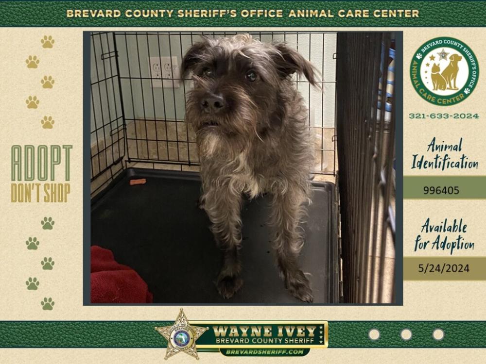 Shelter Stray Unknown Dog last seen Us 1 Highway, COCOA BEACH, FL, 32931, Melbourne, FL 32934