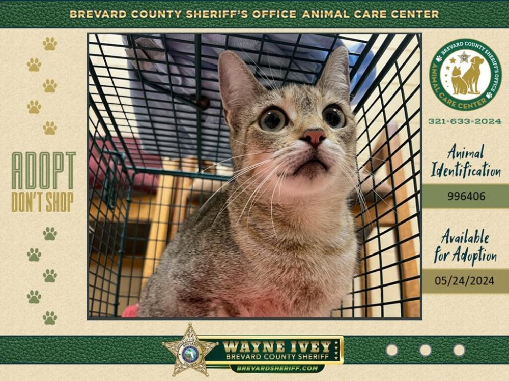 Shelter Stray Female Cat last seen Near Manor Drive, COCOA, FL, 32922, Melbourne, FL 32934