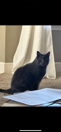 Lost Male Cat last seen 72nd St and Milwaukee Lubbock, Lubbock, TX 79424