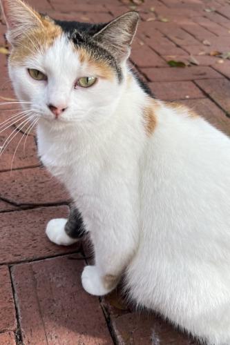 Lost Female Cat last seen Hidden Dale Avenue, Orlando, FL 32819