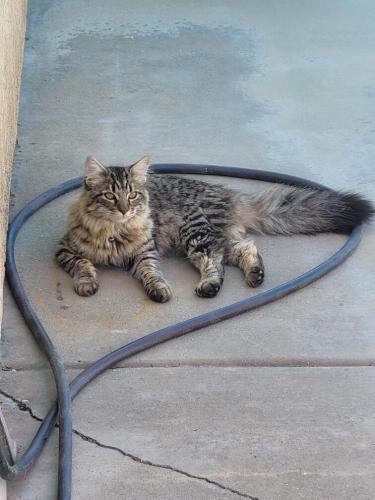 Found/Stray Unknown Cat last seen Cross streets are Citrus and Redlands of Avenida San Sebastián. Very friendly with blue collar. Let me check the collar for name tag but it just has a bell. Have some food and left. , Perris, CA 92571
