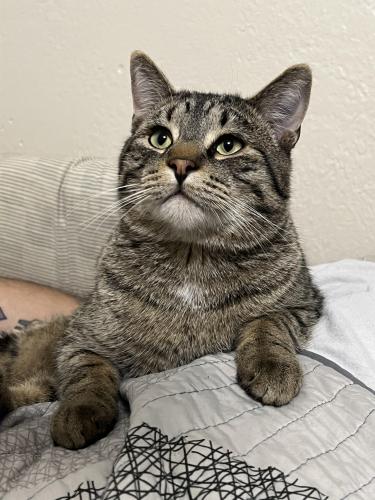 Lost Male Cat last seen City Park Area, Fort Collins, CO 80521