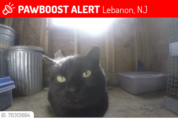 Lost Female Cat last seen Burrell dr, tiger rd, mountain rd, ridge rd, farmersVille rd, old turnpike, wildwood Rd, Lebanon, NJ 08833