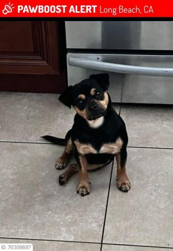 Lost Male Dog last seen Pch and cherry, Long Beach, CA 90804