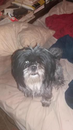 Lost Male Dog last seen Ouray Dog Park, Coors NW, Albuquerque, NM 87120
