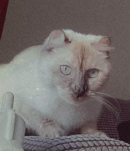 Lost Female Cat last seen Residential street , Toronto, ON M1N 3L8