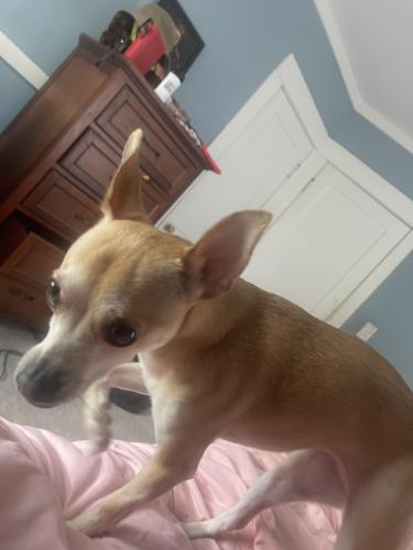 Lost Female Dog last seen Near east over look rd, Cleveland Heights, OH 44118