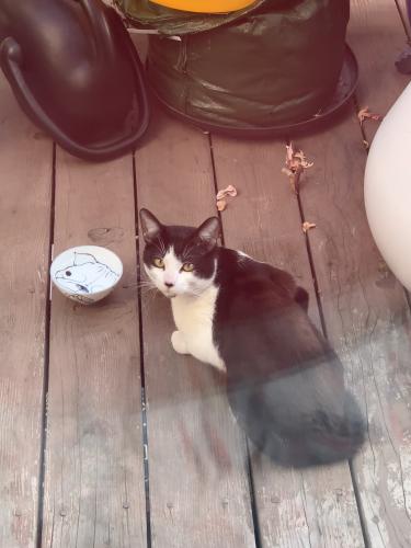 Found/Stray Unknown Cat last seen 15th and Dolores st, San Francisco , San Francisco, CA 94103