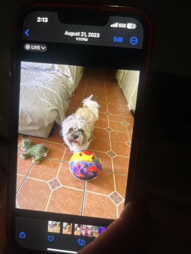 Lost Male Dog last seen Via Altamira , Montebello, CA 90640