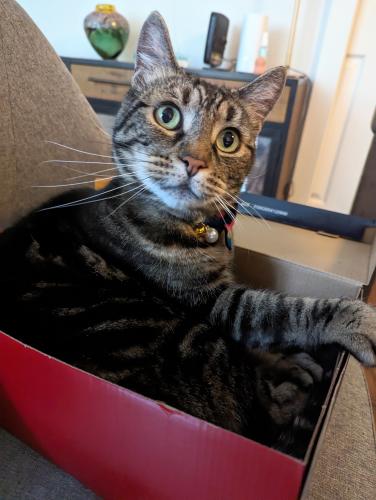 Lost Male Cat last seen Pine St. And W. 7th, Vancouver, BC V6J