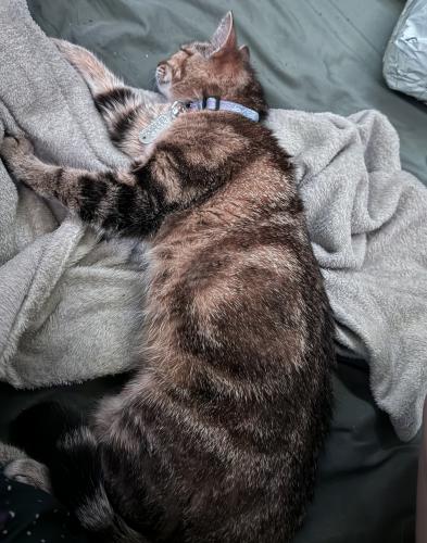 Lost Female Cat last seen S gas station , Kings Mountain, NC 28086