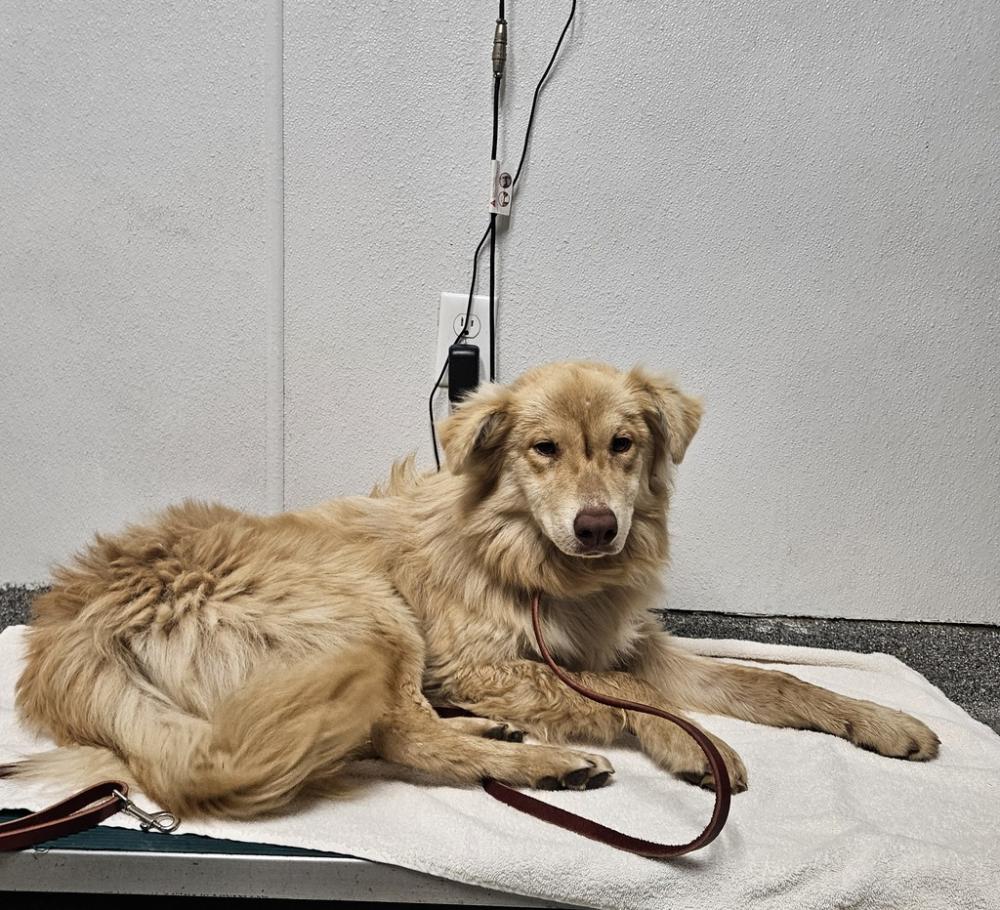 Shelter Stray Male Dog last seen San Pasqual Valley Road, Escondido, CA, 92025, San Diego, CA 92110