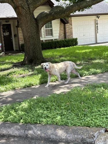 Found/Stray Female Dog last seen Hilcroft and willowbend , Houston, TX 77096