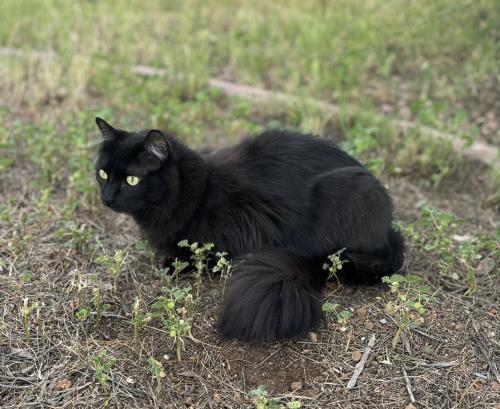 Lost Male Cat last seen Moonshadow 85140, San Tan Valley, AZ 85140