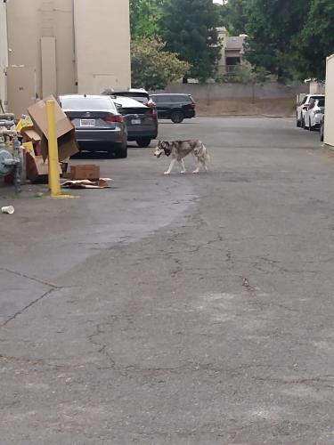 Found/Stray Unknown Dog last seen Near gas station , Hercules, CA 94547
