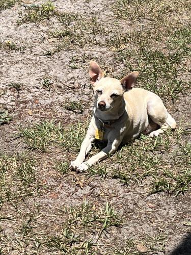 Lost Female Dog last seen Near 49 th st north st Pete do , St. Petersburg, FL 33710