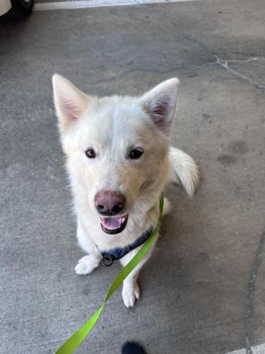 Found/Stray Male Dog last seen Lewisville Animal Services , Lewisville, TX 75057