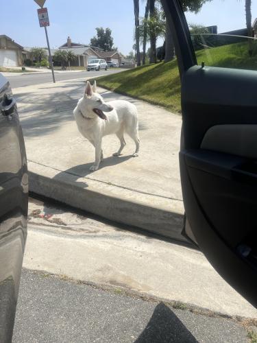 Found/Stray Female Dog last seen Connor and Macy in Colton, San Bernardino, CA 92324