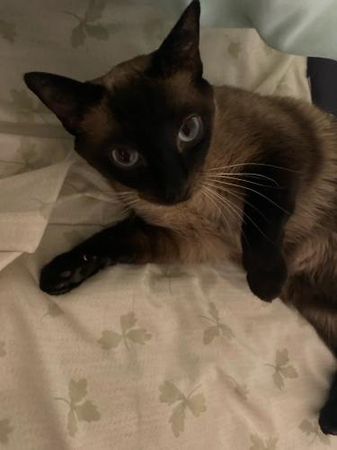 Lost Female Cat last seen Harlow Rd , Eugene, OR 97401