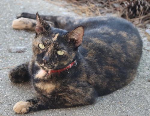 Lost Female Cat last seen Trailwood village dr & Kingwood Dr, Humble, TX 77339
