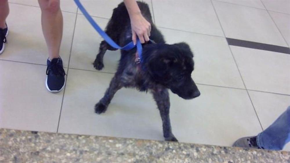 Shelter Stray Male Dog last seen US 19 / NEW YORK AVE, Land O' Lakes, FL 34638